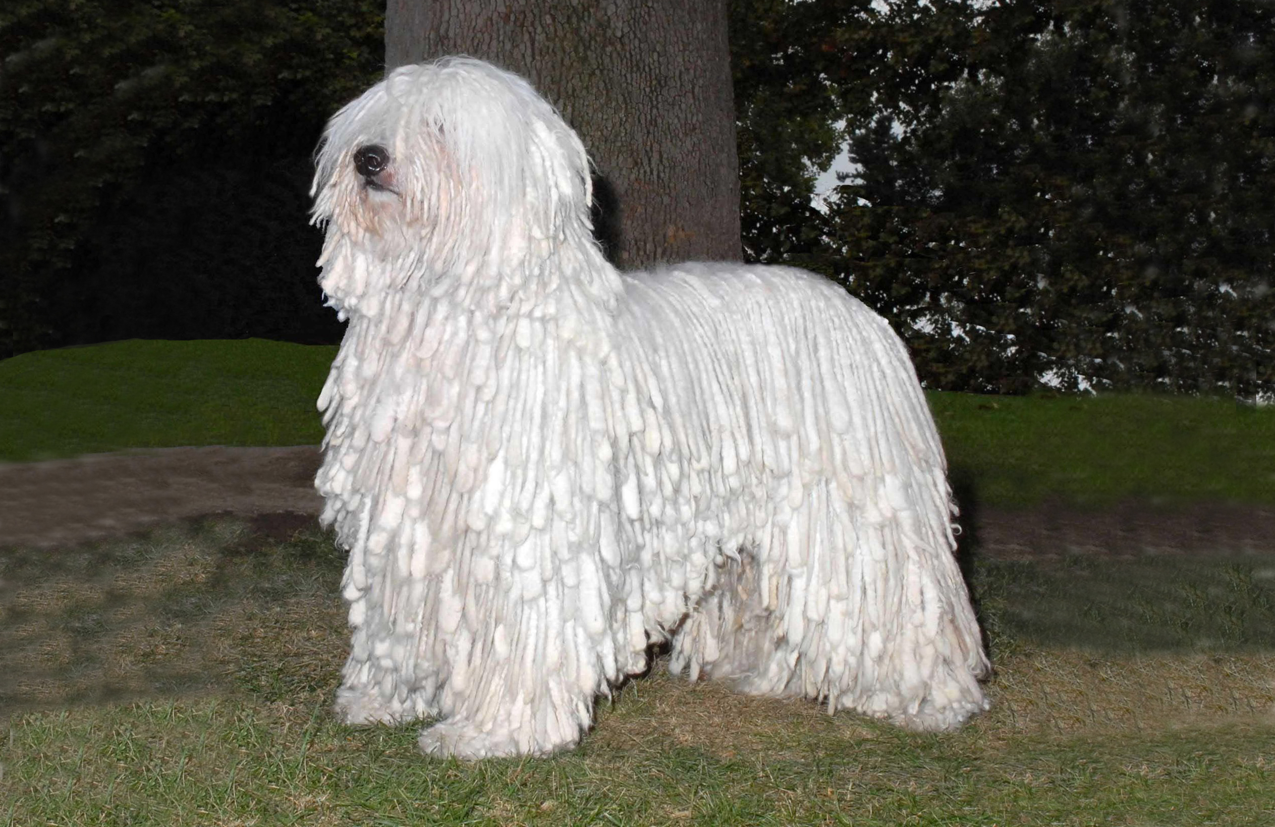 Canadian Kennel Club Club Canin Canadien